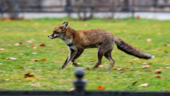 "Das Töten gehört zum Artenschutz": Fuchsjagd im Tiergarten Nürnberg