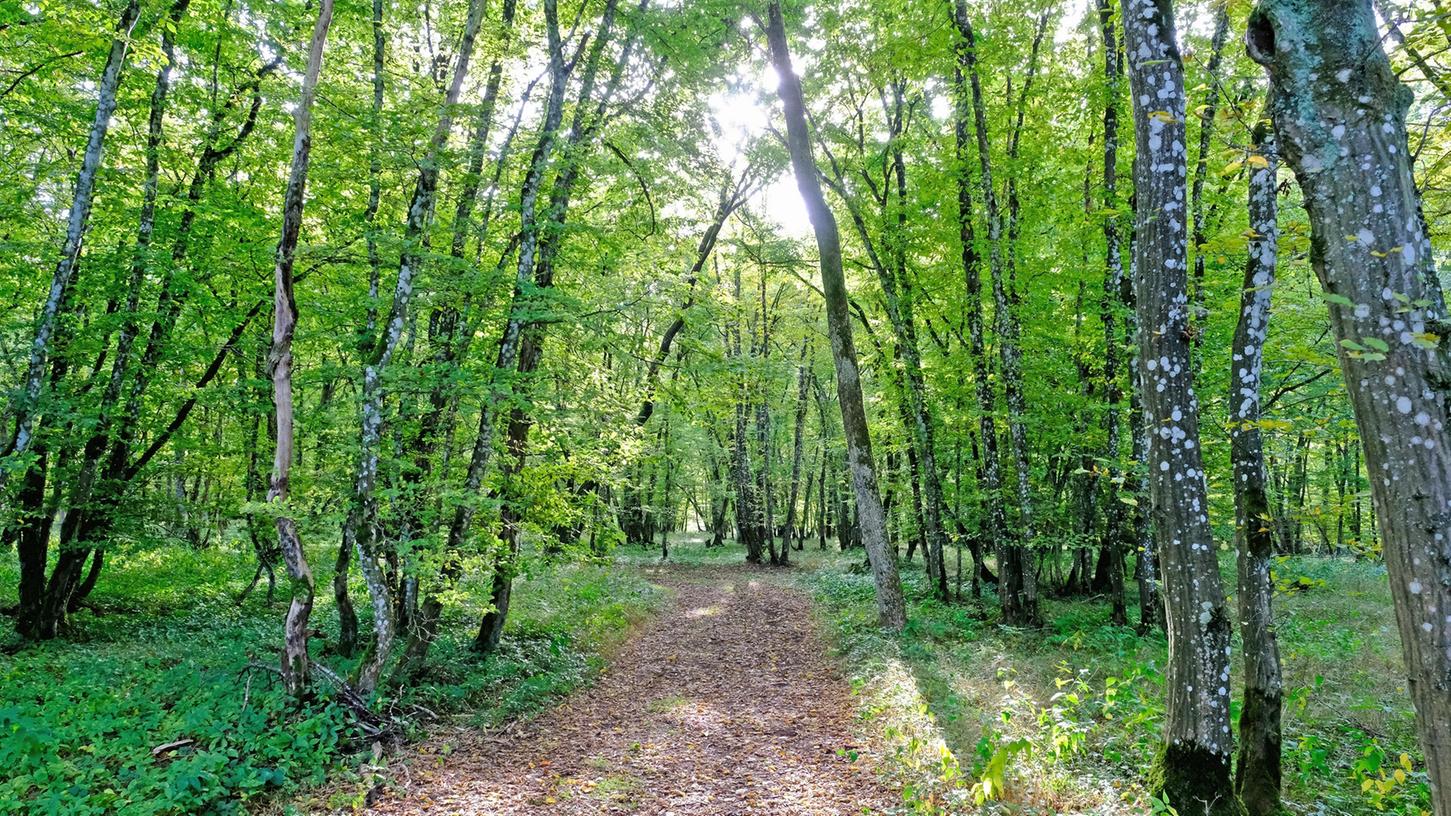 Nachhaltigkeit bleibt im Weißenburger Wald, hier eine Aufnahme vom Rohrberg, oberstes Gebot. Daran ändern auch die Spitzenpreise auf dem Holzmarkt nichts, machte Forstamtsleiter Jürgen Fischer deutlich.