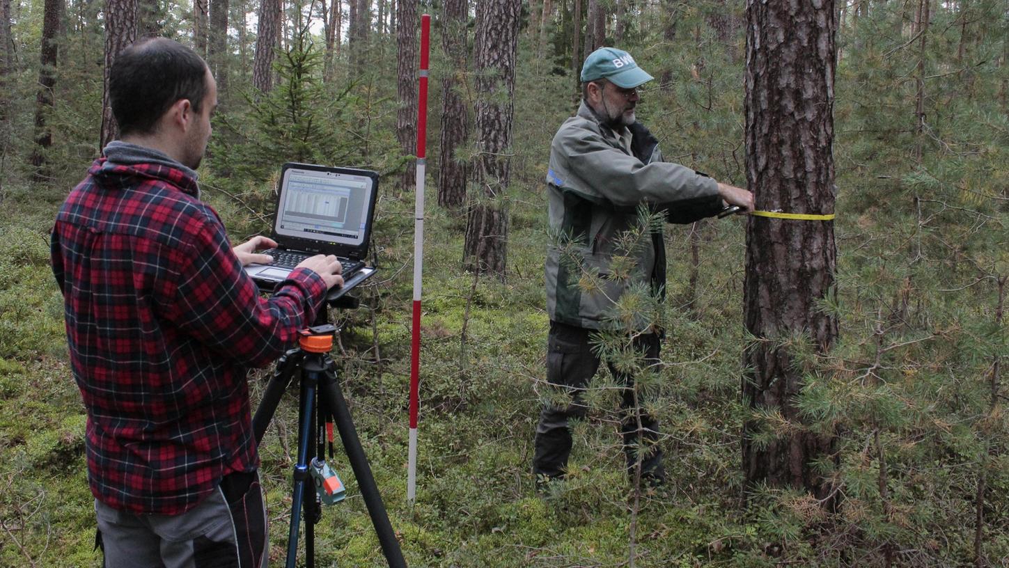 Mehr als ein Jahr lang sind Rainer Fuchs (links) und Dirk Wahl Tag für Tag im Wald unterwegs, um Daten über Bayerns Forst zu erfassen. Hier messen sie den Durchmesser einer Kiefer in einem Privatwald bei Cadolzburg. Das Maßband ist natürlich nicht Hightech, wohl aber GPS-Empfänger und Ultraschall-Höhenmessgerät.