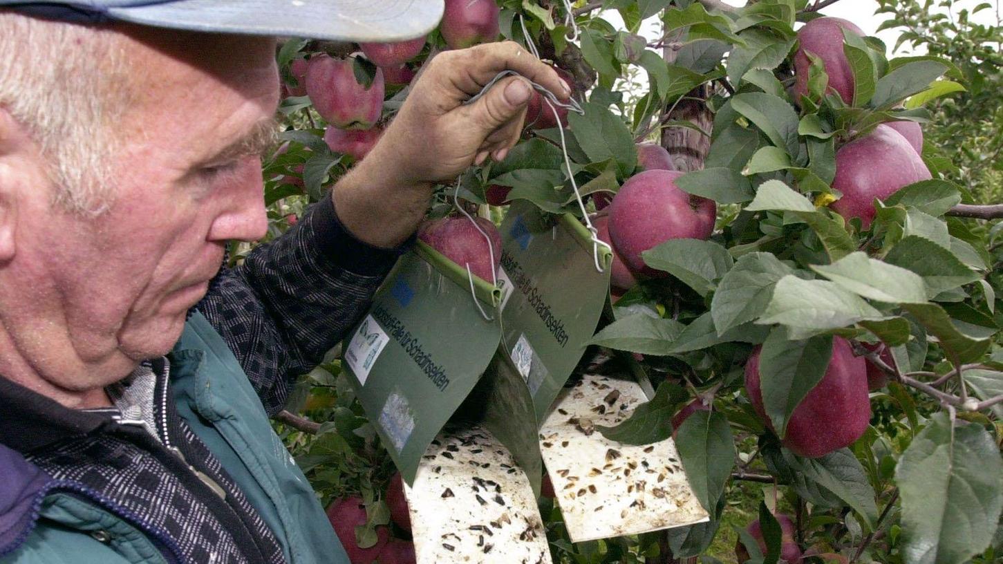 Ein Obstbauer kontrolliert seine Insektenfallen für Apfelwickler.
Ein Obstbauer kontrolliert seine Insektenfallen für Apfelwickler.