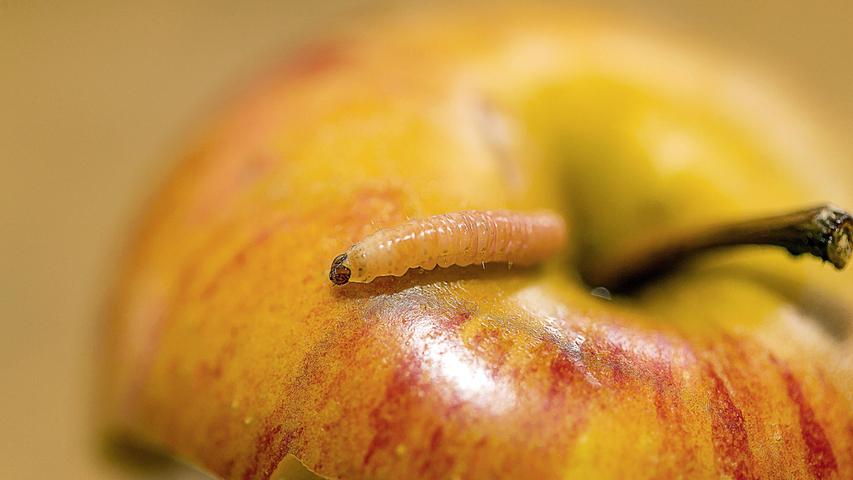Der Apfelwickler ist einer der gefürchtetsten Schädlinge. Er frisst sich gern durch Obst und hinterlässt danach seine Häufchen im Fraßgang.
Der Apfelwickler ist einer der gefürchtetsten Schädlinge. Er frisst sich gern durch Obst und hinterlässt danach seine Häufchen im Fraßgang.