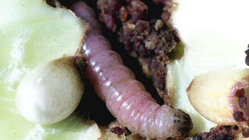 Eine Raupe des Apfelwicklers frisst sich durch die Frucht. Der am weitesten verbreitete Apfelschädling ist auf natürlichem Wege zu bekämpfen - nur wie?
Eine Raupe des Apfelwicklers frisst sich durch die Frucht. Der am weitesten verbreitete Apfelschädling ist auf natürlichem Wege zu bekämpfen - nur wie?