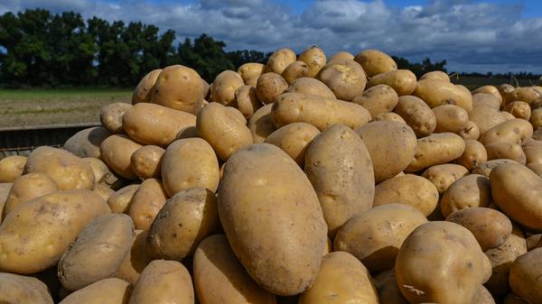 Kartoffeln sind reich an Kohlenhydraten, Eiweiß, Kalium, Magnesium und Eisen. Sie bestehen zu 80 Prozent aus Wasser und sind deshalb kalorienarm. Auch die Vitamine B1, B2 und C stecken reichlich in der Knolle. Pellkartoffeln enthalten mehr Kalium als beispielsweise gekochte Möhren oder Kürbis.