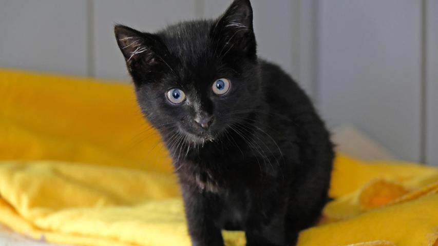 Die Herkunft des kleinen, schwarzen Katers liegt dagegen völlig im Dunkeln. Der kleine, etwa zehn Wochen alte Kater wurde im Tierheim Neumarkt auf den Namen „Happy“ getauft, und zwar deshalb, weil er unwahrscheinliches Glück hatte auf seiner Abenteuerreise. Ende September wurde der kleine „Happy“ in einer Autowerkstatt in Breitenbrunn/Landkreis Neumarkt unter der Motorhaube eines Fahrzeugs entdeckt. Bekannt ist nur, dass das Fahrzeug aus Hemau, also aus dem angrenzenden Landkreis Regensburg, kam. Doch wo und wann der kleine Kater in den Motorraum geklettert ist, ist leider nicht bekannt. Nachdem er aber letztlich im Landkreis Neumarkt entdeckt und gefunden wurde, sitzt der Kleine nun im Tierheim Neumarkt und hofft darauf, dass seine Familie ihn nicht nur in der näheren, sondern auch in der weiteren Umgebung sucht. Um die Ausbreitung der Pandemie nicht zu fördern und um unsere Mitarbeiter und Besucher zu schützen, wurde das Tierheim Neumarkt komplett für Besucher, Gassigeher und Katzenstreichler geschlossen. Um den Tieren jedoch nicht die Chance auf ein neues Zuhause zu verbauen, finden Tiervermittlung und Beratung dennoch telefonisch beziehungsweise nach vorheriger Terminvereinbarung zwischen 14.30 und 17 Uhr unter Telefon (0 91 81) 2 28 62 statt. In Notfällen und im Falle von Fundtieren ist das Tierheim ebenfalls unter dieser Telefonnummer erreichbar. Hier geht es zur Internet-Seite des Tierheims
Die Herkunft des kleinen, schwarzen Katers liegt dagegen völlig im Dunkeln. Der kleine, etwa zehn Wochen alte Kater wurde im Tierheim Neumarkt auf den Namen „Happy“ getauft, und zwar deshalb, weil er unwahrscheinliches Glück hatte auf seiner Abenteuerreise. Ende September wurde der kleine „Happy“ in einer Autowerkstatt in Breitenbrunn/Landkreis Neumarkt unter der Motorhaube eines Fahrzeugs entdeckt. Bekannt ist nur, dass das Fahrzeug aus Hemau, also aus dem angrenzenden Landkreis Regensburg, kam. Doch wo und wann der kleine Kater in den Motorraum geklettert ist, ist leider nicht bekannt. Nachdem er aber letztlich im Landkreis Neumarkt entdeckt und gefunden wurde, sitzt der Kleine nun im Tierheim Neumarkt und hofft darauf, dass seine Familie ihn nicht nur in der näheren, sondern auch in der weiteren Umgebung sucht. Um die Ausbreitung der Pandemie nicht zu fördern und um unsere Mitarbeiter und Besucher zu schützen, wurde das Tierheim Neumarkt komplett für Besucher, Gassigeher und Katzenstreichler geschlossen. Um den Tieren jedoch nicht die Chance auf ein neues Zuhause zu verbauen, finden Tiervermittlung und Beratung dennoch telefonisch beziehungsweise nach vorheriger Terminvereinbarung zwischen 14.30 und 17 Uhr unter Telefon (0 91 81) 2 28 62 statt. In Notfällen und im Falle von Fundtieren ist das Tierheim ebenfalls unter dieser Telefonnummer erreichbar. Hier geht es zur Internet-Seite des Tierheims