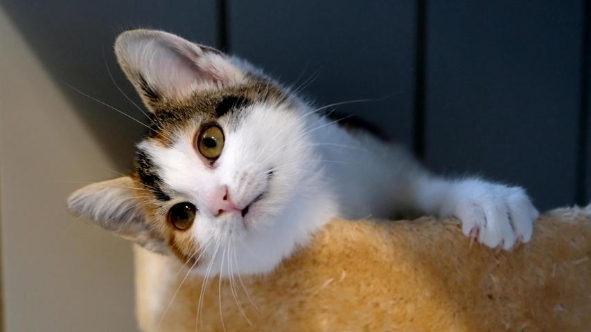 Das dreifarbige Katzenmädel ist eines dieser Fundtiere. Das Kätzchen ist etwa fünf Monate alt und es wurde in Neumarkt hinter dem Neuen Markt auf einem Parkplatz aufgelesen. Das Kätzchen ist nicht nur hübsch, sondern auch ausgesprochen zutraulich. Normalerweise lässt man Kätzchen in diesem Alter noch nicht alleine draußen herum sausen, denn in diesem Alter haben Katzen noch kein Gefahrenbewusstsein. Wie schnell sie dann abhandenkommen, sieht man an diesem Beispiel deutlich. Wenn man schon einer Katze in diesem Alter Freigang gewährt, dann sollte man ihr auch einen Mikrochip zur Kennzeichnung spendieren. So ein Chip kann durch den Tierarzt in jedem Alter gesetzt werden und hätte das Kätzchen solch einen Chip, wäre es schon längst wieder daheim. Wo wird diese Katze vermisst? Um die Ausbreitung der Pandemie nicht zu fördern und um unsere Mitarbeiter und Besucher zu schützen, wurde das Tierheim Neumarkt komplett für Besucher, Gassigeher und Katzenstreichler geschlossen. Um den Tieren jedoch nicht die Chance auf ein neues Zuhause zu verbauen, finden Tiervermittlung und Beratung dennoch telefonisch beziehungsweise nach vorheriger Terminvereinbarung zwischen 14.30 und 17 Uhr unter Telefon (0 91 81) 2 28 62 statt. In Notfällen und im Falle von Fundtieren ist das Tierheim ebenfalls unter dieser Telefonnummer erreichbar. Hier geht es zur Internet-Seite des Tierheims
Das dreifarbige Katzenmädel ist eines dieser Fundtiere. Das Kätzchen ist etwa fünf Monate alt und es wurde in Neumarkt hinter dem Neuen Markt auf einem Parkplatz aufgelesen. Das Kätzchen ist nicht nur hübsch, sondern auch ausgesprochen zutraulich. Normalerweise lässt man Kätzchen in diesem Alter noch nicht alleine draußen herum sausen, denn in diesem Alter haben Katzen noch kein Gefahrenbewusstsein. Wie schnell sie dann abhandenkommen, sieht man an diesem Beispiel deutlich. Wenn man schon einer Katze in diesem Alter Freigang gewährt, dann sollte man ihr auch einen Mikrochip zur Kennzeichnung spendieren. So ein Chip kann durch den Tierarzt in jedem Alter gesetzt werden und hätte das Kätzchen solch einen Chip, wäre es schon längst wieder daheim. Wo wird diese Katze vermisst? Um die Ausbreitung der Pandemie nicht zu fördern und um unsere Mitarbeiter und Besucher zu schützen, wurde das Tierheim Neumarkt komplett für Besucher, Gassigeher und Katzenstreichler geschlossen. Um den Tieren jedoch nicht die Chance auf ein neues Zuhause zu verbauen, finden Tiervermittlung und Beratung dennoch telefonisch beziehungsweise nach vorheriger Terminvereinbarung zwischen 14.30 und 17 Uhr unter Telefon (0 91 81) 2 28 62 statt. In Notfällen und im Falle von Fundtieren ist das Tierheim ebenfalls unter dieser Telefonnummer erreichbar. Hier geht es zur Internet-Seite des Tierheims