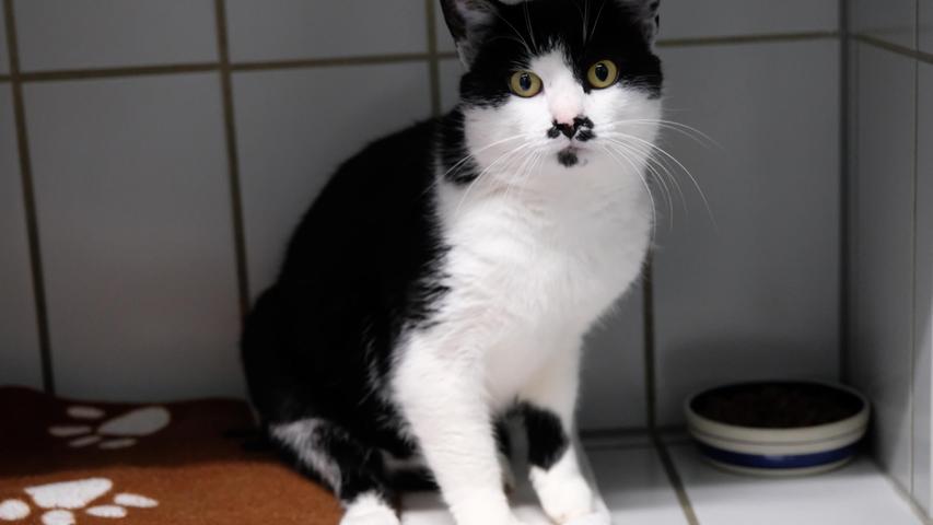 Auch der schwarz-weiße Kater hat leider keinerlei Kennzeichnung und kann seiner Familie deshalb nicht zugeordnet werden. Der Kater lief seit dem 2. Oktober in Neumarkt-Pölling in der Bürgermeister-Knipfer-Straße immer zwischen zwei Grundstücken hin und her, aber niemand dort in der Gegend kennt ihn. Wer weiß, wo dieser zutrauliche, etwa vier Jahre alte Kater wohnt? Um die Ausbreitung der Pandemie nicht zu fördern und um unsere Mitarbeiter und Besucher zu schützen, wurde das Tierheim Neumarkt komplett für Besucher, Gassigeher und Katzenstreichler geschlossen. Um den Tieren jedoch nicht die Chance auf ein neues Zuhause zu verbauen, finden Tiervermittlung und Beratung dennoch telefonisch beziehungsweise nach vorheriger Terminvereinbarung zwischen 14.30 und 17 Uhr unter Telefon (0 91 81) 2 28 62 statt. In Notfällen und im Falle von Fundtieren ist das Tierheim ebenfalls unter dieser Telefonnummer erreichbar. Hier geht es zur Internet-Seite des Tierheims
Auch der schwarz-weiße Kater hat leider keinerlei Kennzeichnung und kann seiner Familie deshalb nicht zugeordnet werden. Der Kater lief seit dem 2. Oktober in Neumarkt-Pölling in der Bürgermeister-Knipfer-Straße immer zwischen zwei Grundstücken hin und her, aber niemand dort in der Gegend kennt ihn. Wer weiß, wo dieser zutrauliche, etwa vier Jahre alte Kater wohnt? Um die Ausbreitung der Pandemie nicht zu fördern und um unsere Mitarbeiter und Besucher zu schützen, wurde das Tierheim Neumarkt komplett für Besucher, Gassigeher und Katzenstreichler geschlossen. Um den Tieren jedoch nicht die Chance auf ein neues Zuhause zu verbauen, finden Tiervermittlung und Beratung dennoch telefonisch beziehungsweise nach vorheriger Terminvereinbarung zwischen 14.30 und 17 Uhr unter Telefon (0 91 81) 2 28 62 statt. In Notfällen und im Falle von Fundtieren ist das Tierheim ebenfalls unter dieser Telefonnummer erreichbar. Hier geht es zur Internet-Seite des Tierheims