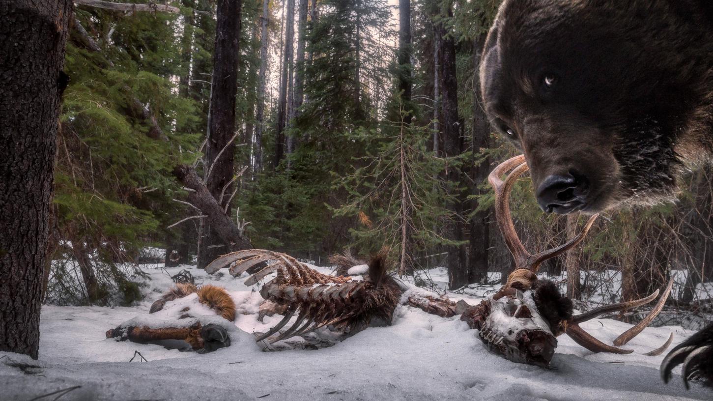 In die Kamerafalle von Zack Clothier ist dieser Braunbär getappt. Der hat neugierig die Überreste eines Hirsches beäugt, die ein noch größerer Grizzly abgenagt hat.  