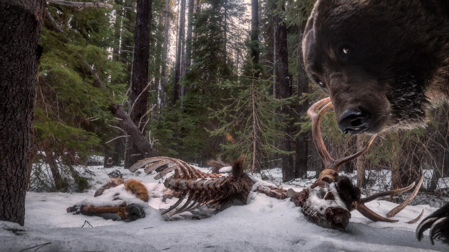 In die Kamerafalle von Zack Clothier ist dieser Braunbär getappt. Der hat neugierig die Überreste eines Hirsches beäugt, die ein noch größerer Grizzly abgenagt hat.
In die Kamerafalle von Zack Clothier ist dieser Braunbär getappt. Der hat neugierig die Überreste eines Hirsches beäugt, die ein noch größerer Grizzly abgenagt hat.