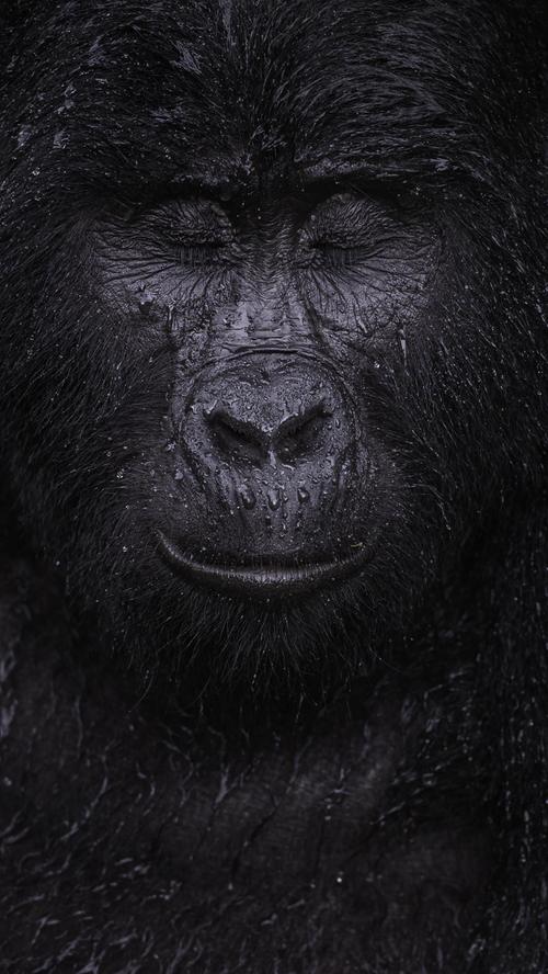 Kibande, ein fast 40 Jahre alter Berggorilla in Uganda, schließt im Regen die Augen. Majed Ali gewann den Wildlife Photographer of the Year Award 2021 in der Kategorie Tierporträts.