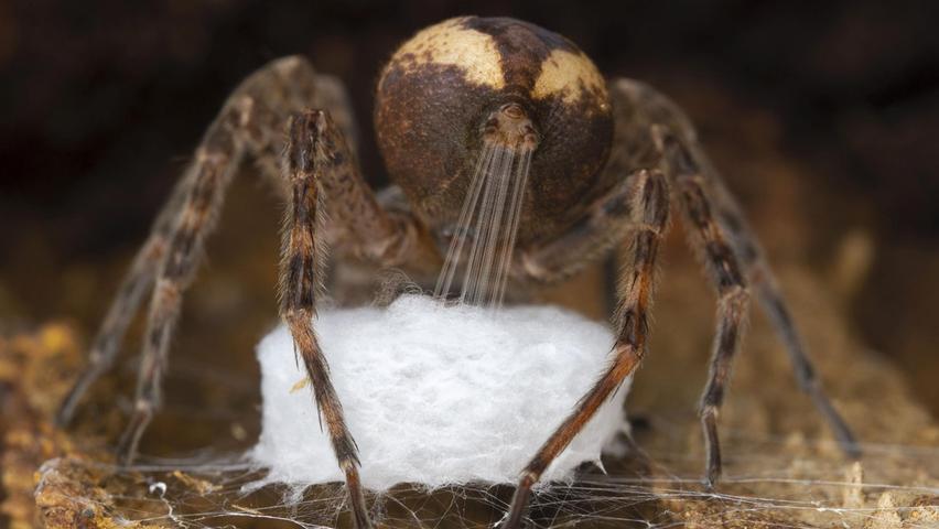 Diese Spinne zieht in Kanada ihre Fäden und baut damit einen Eiersack für Ihren Nachwuchs.