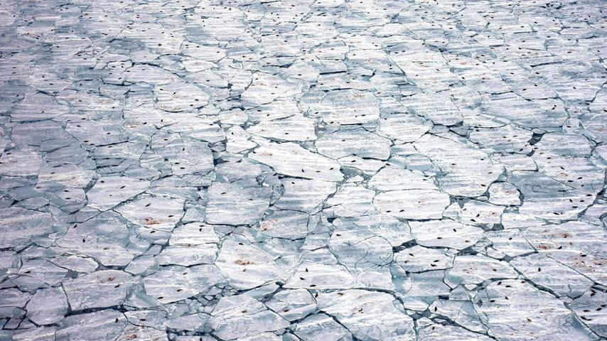 Eine Robbe hat auf der Eisscholle ihr Baby geboren, Blut ist noch zu sehen. Weil es wegen des Klimawandels zu warm ist, ist das Eis gebrochen - die Aufzucht des Robbenbabys wird schwierig.