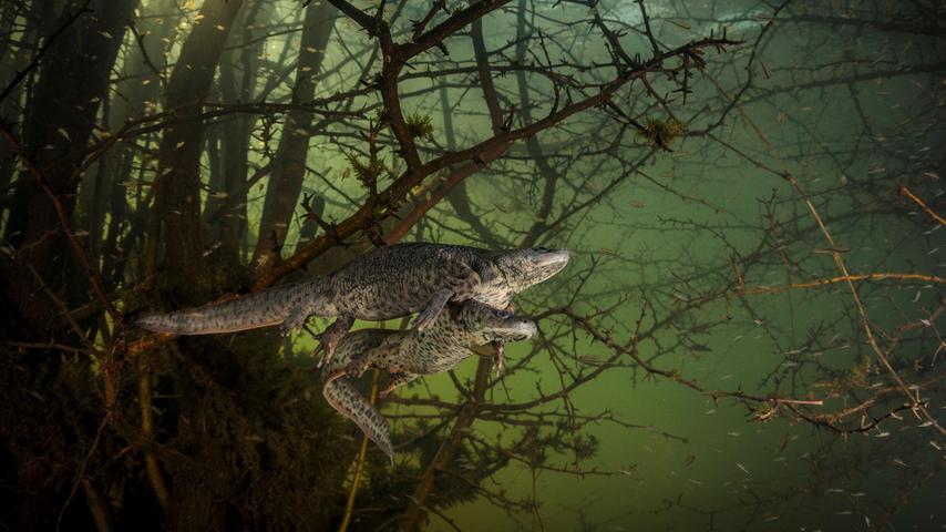 In einem See in Nordmarokko nahm der Fotograf diese Reptilien auf.