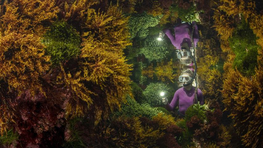 Ein Blick unter Wasser lohnt sich - dieser Bereich des südlichsten Korallenriffs der Welt auf Lord Howe Island ist voller Pflanzen und Wasserpilze. 