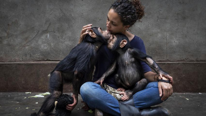 Zwei Schimpansenbabys, die ihre Muttger verloren haben, werden liebevoll im Lwiro Chimpanzee rescue in der Republik Kongo aufgezogen. 