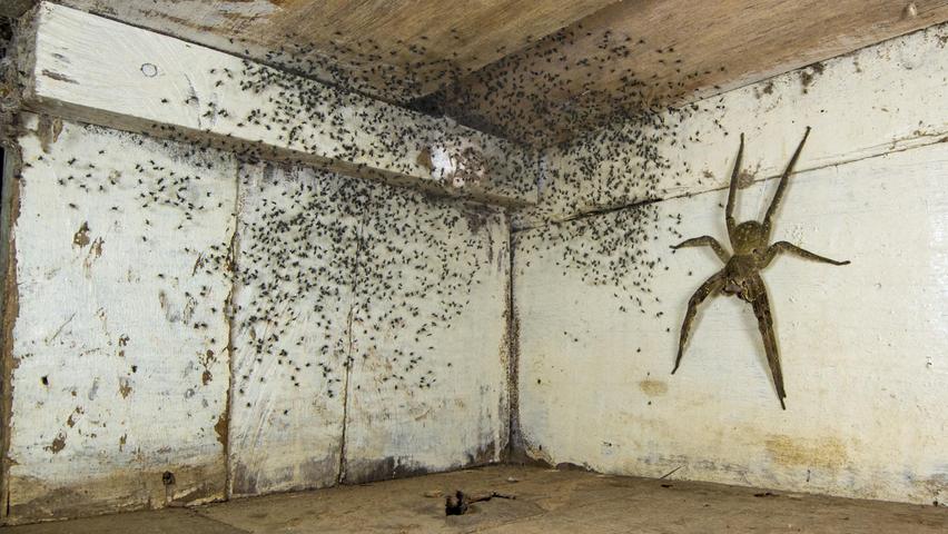 Die zweitgiftigste Spinne der Welt (Phoneutria fera) sitzt im Ecuadorianischen Amazonas-Delta unter einem Bett und bewacht Hunderte ihrer Babyspinnen.  