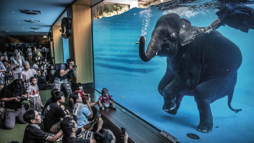 Das Foto des Fotografen Adam Oswel zeigt Zoobesucher vor einem jungen Elefanten, der in Australien unter Wasser spielt. Adam Oswel gewann den Wildlife Photographer of the Year Award 2021 in der Kategorie Fotojournalismus.
