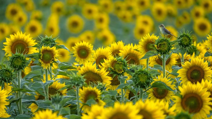 Ein kleines Vögelchen auf großen Sonnenblumen. 