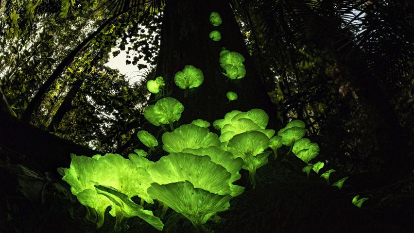 Leuchtende Pilze an einem Baumstamm in Australien in einer feuchtwarmen Vollmondnacht im Februar.