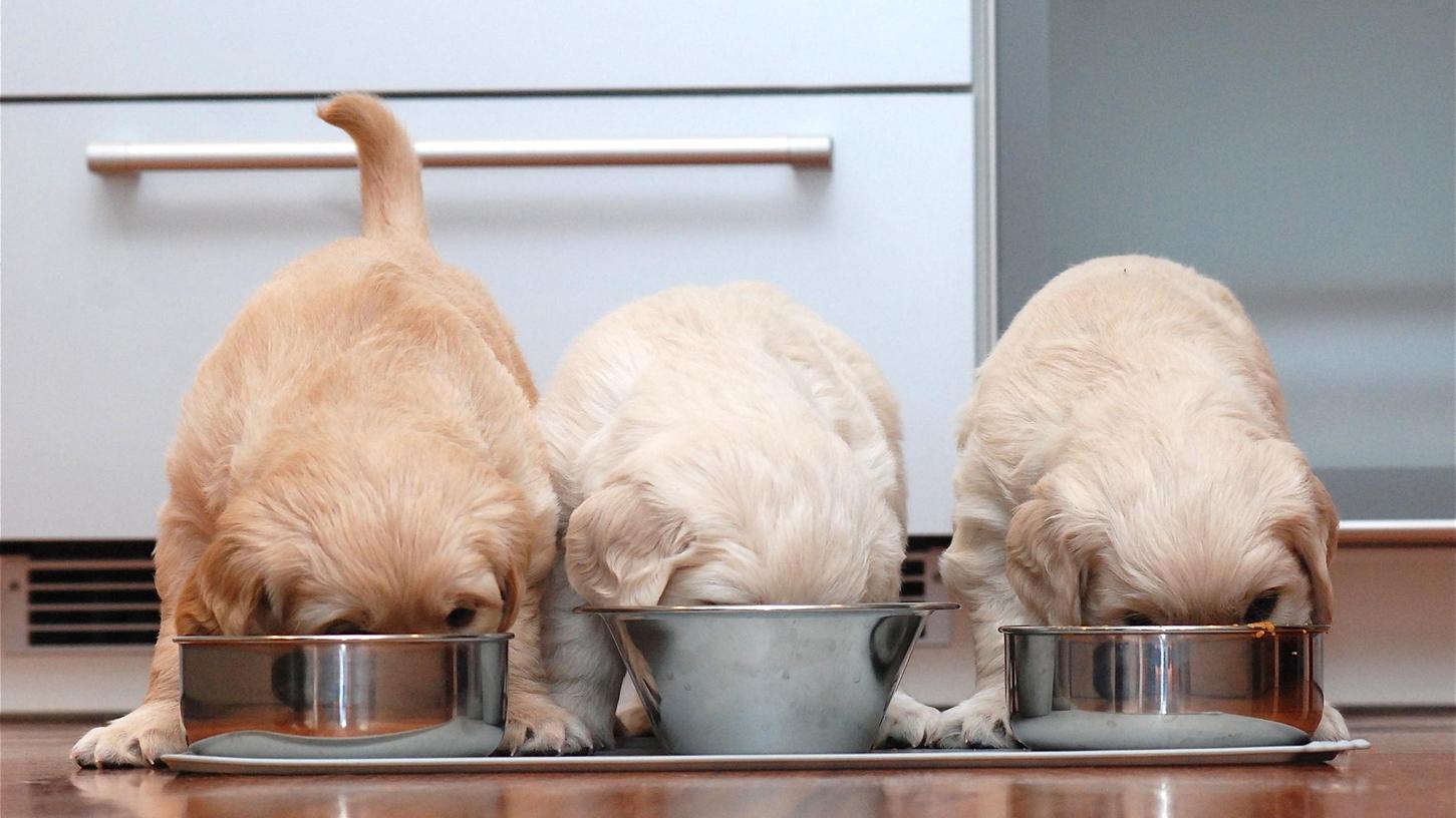 Zeit zum Fressen: Das perfekte Tierfutter gibt es nicht, aber man sollte gerade bei Hundewelpen doch einiges beachten.