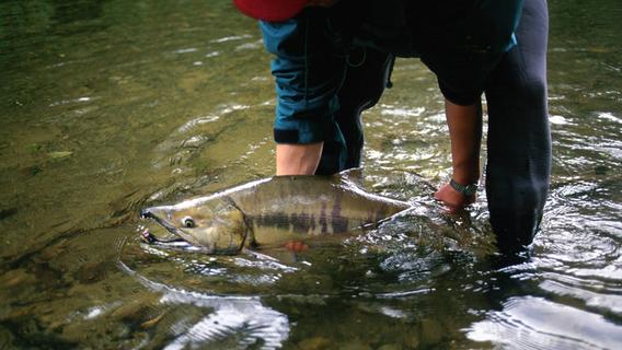 Die Wildlachsfilets im Test stammen unter anderem vom Ketalachs.