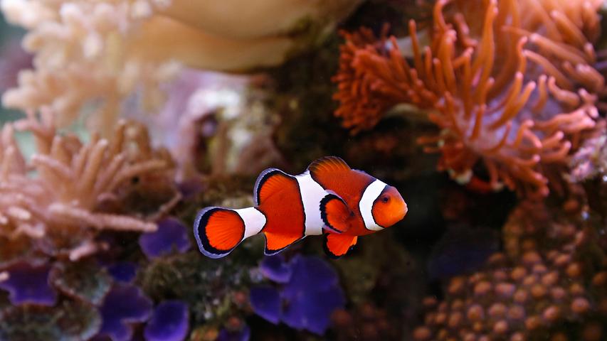 Spätestens seit dem Kinofilm "Findet Nemo" ist der Clownfisch bekannt. Seinen Namen verdankt er den auffälligen Farben.