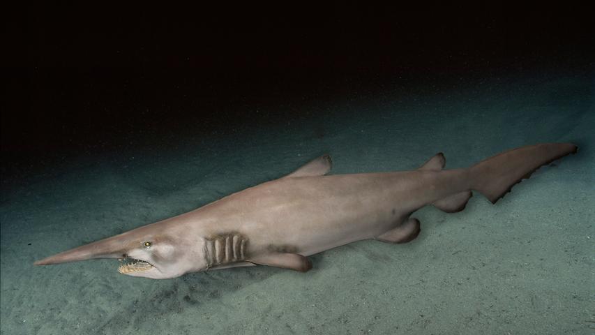 Der Koboldhai, auch Nasenhai genannt, ist einer der seltensten Tiefseebewohner der Welt.