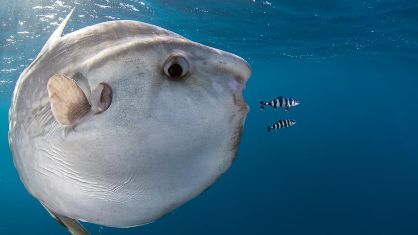 Unser Freund hier links nennt sich Mondfisch. Er gilt als einer der schwersten Knochenfische der Welt und ist eher ein langsamer Schwimmer. Sein Maximalgewicht liegt über zwei Tonnen.