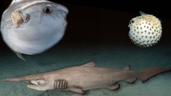 Schokoladenhai, Mondfisch und Laternenträger: Das sind die Fische mit den lustigsten Namen