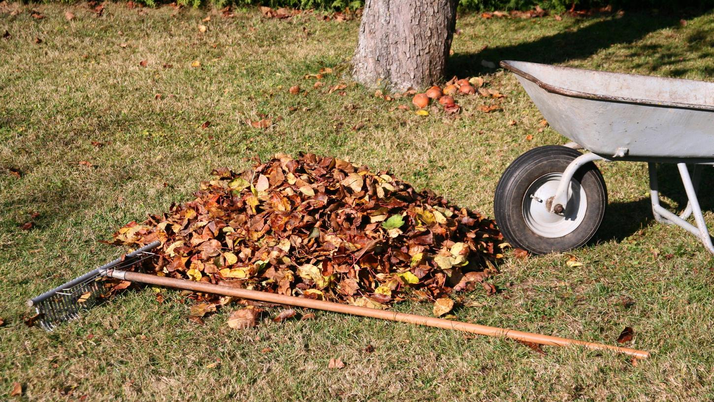 Wenn ein Nachbarbaum auf das eigene Grundstück ragt, wer muss sich dann im Herbst um das Laub kümmern?