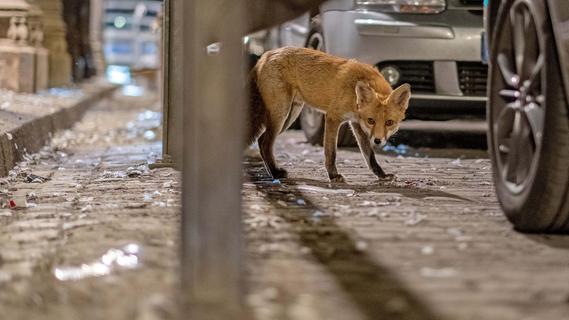 Fuchsjagd im Tiergarten Nürnberg: Ein Dilemma für den Tierschutz