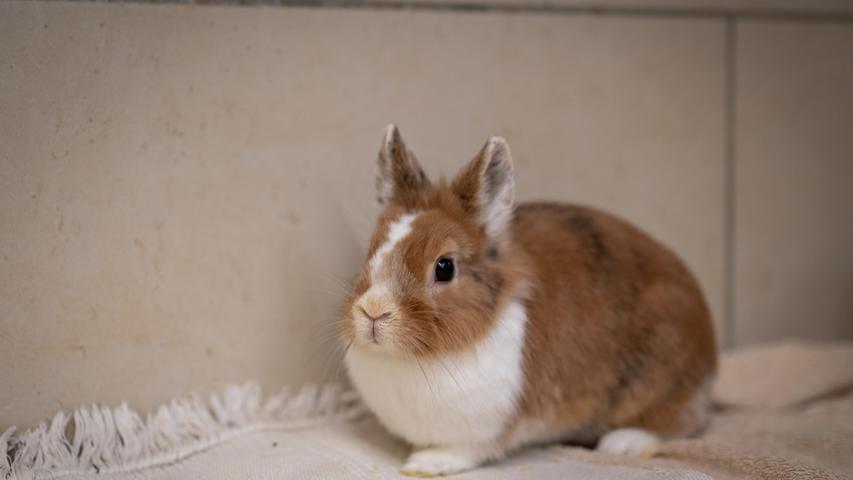Die Kaninchen Franz und Silvie sind je zwei Jahre alt und kastriert. Bereits ein Jahr lang wartet Silvie auf ihr neues Zuhause und ihr Partner Franz, den sie hier gefunden hat, seit über sieben Monaten. Leider haben beide chronischen Schnupfen, „aber das ist gut im Griff“, sagen die Tierheimmitarbeiter. Franz ist einfach nur nett und verfressen. Silvie hat leider bis jetzt noch nicht wirklich Vertrauen zum Menschen gefasst. Kinder sollten deshalb nicht im neuen Zuhause leben. Wer bietet ihnen ein schönes Heim?
Mehr Informationen gibt es beim Tierheim Nürnberg, Stadenstraße 90, 90491 Nürnberg, Telefon (0911) 919890.
Die Kaninchen Franz und Silvie sind je zwei Jahre alt und kastriert. Bereits ein Jahr lang wartet Silvie auf ihr neues Zuhause und ihr Partner Franz, den sie hier gefunden hat, seit über sieben Monaten. Leider haben beide chronischen Schnupfen, „aber das ist gut im Griff“, sagen die Tierheimmitarbeiter. Franz ist einfach nur nett und verfressen. Silvie hat leider bis jetzt noch nicht wirklich Vertrauen zum Menschen gefasst. Kinder sollten deshalb nicht im neuen Zuhause leben. Wer bietet ihnen ein schönes Heim?
Mehr Informationen gibt es beim Tierheim Nürnberg, Stadenstraße 90, 90491 Nürnberg, Telefon (0911) 919890.