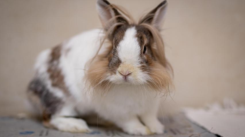 Die Kaninchen Franz und Silvie sind je zwei Jahre alt und kastriert. Bereits ein Jahr lang wartet Silvie auf ihr neues Zuhause und ihr Partner Franz, den sie hier gefunden hat, seit über sieben Monaten. Leider haben beide chronischen Schnupfen, „aber das ist gut im Griff“, sagen die Tierheimmitarbeiter. Franz ist einfach nur nett und verfressen. Silvie hat leider bis jetzt noch nicht wirklich Vertrauen zum Menschen gefasst. Kinder sollten deshalb nicht im neuen Zuhause leben. Wer bietet ihnen ein schönes Heim?
Mehr Informationen gibt es beim Tierheim Nürnberg, Stadenstraße 90, 90491 Nürnberg, Telefon (0911) 919890.
Die Kaninchen Franz und Silvie sind je zwei Jahre alt und kastriert. Bereits ein Jahr lang wartet Silvie auf ihr neues Zuhause und ihr Partner Franz, den sie hier gefunden hat, seit über sieben Monaten. Leider haben beide chronischen Schnupfen, „aber das ist gut im Griff“, sagen die Tierheimmitarbeiter. Franz ist einfach nur nett und verfressen. Silvie hat leider bis jetzt noch nicht wirklich Vertrauen zum Menschen gefasst. Kinder sollten deshalb nicht im neuen Zuhause leben. Wer bietet ihnen ein schönes Heim?
Mehr Informationen gibt es beim Tierheim Nürnberg, Stadenstraße 90, 90491 Nürnberg, Telefon (0911) 919890.