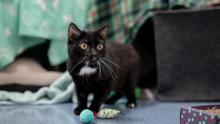 Gargamel ist eine Fundkatze, ein Europäisch Kurzhaar. Der kastrierte Kater ist seit Mitte August im Heim in Erlenstegen. Er ist ein Wohnungskater, aber anfangs sehr schüchtern. Nach Eingewöhnung aber ist Gargamel lieb, verschmust und sehr verspielt. Wenn etwas ältere Kinder mit ihm zusammenleben, ist das kein Problem – solange die nicht zu viel toben. Denn der noch eher junge Kater mag keine lauten Geräusche und auch keine schnellen Bewegungen. Bei der Eingewöhnung benötigt Gargamel Zeit, denn er wird in einer neuen Umgebung panisch. Also nicht überrascht sein: Das bedeutet, dass neue Halter ihn am Anfang wahrscheinlich nicht so oft zu Gesicht bekommen werden.
Mehr Informationen gibt es beim Tierheim Nürnberg, Stadenstraße 90, 90491 Nürnberg, Telefon (0911) 919890.
Gargamel ist eine Fundkatze, ein Europäisch Kurzhaar. Der kastrierte Kater ist seit Mitte August im Heim in Erlenstegen. Er ist ein Wohnungskater, aber anfangs sehr schüchtern. Nach Eingewöhnung aber ist Gargamel lieb, verschmust und sehr verspielt. Wenn etwas ältere Kinder mit ihm zusammenleben, ist das kein Problem – solange die nicht zu viel toben. Denn der noch eher junge Kater mag keine lauten Geräusche und auch keine schnellen Bewegungen. Bei der Eingewöhnung benötigt Gargamel Zeit, denn er wird in einer neuen Umgebung panisch. Also nicht überrascht sein: Das bedeutet, dass neue Halter ihn am Anfang wahrscheinlich nicht so oft zu Gesicht bekommen werden.
Mehr Informationen gibt es beim Tierheim Nürnberg, Stadenstraße 90, 90491 Nürnberg, Telefon (0911) 919890.