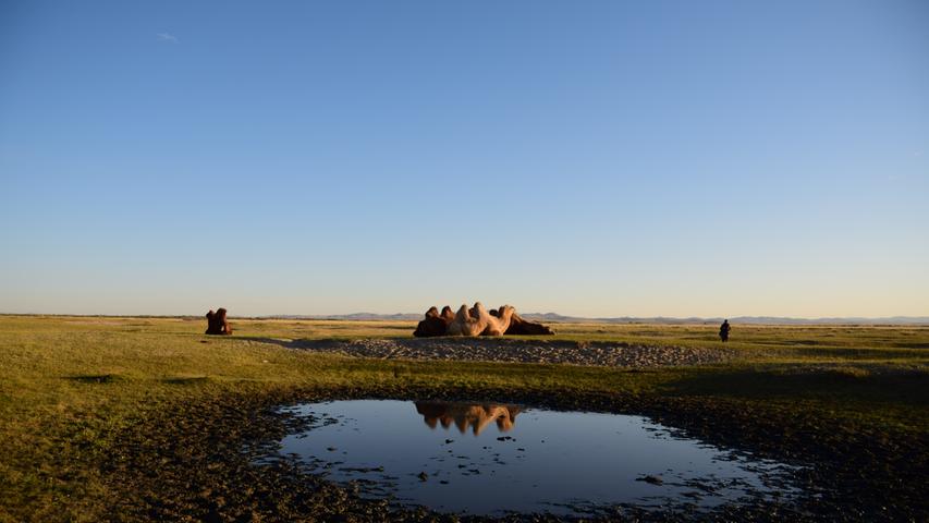 An einem typischen Tag in der mongolischen Steppe kann es passieren, dass man auf keine Menschenseele trifft - aber auf hunderte Nutztiere. Diese dürfen überall in dem Land frei grasen, meist ist der Hirte nicht weit entfernt. Insgesamt 70 Millionen Schafe, Ziegen, Pferde, Rind  Maximieren er und Kamele gibt es in der Mongolei. Eine beeindruckende Zahl, wenn man bedenkt, dass darauf nur rund drei Millionen Einwohner kommen.