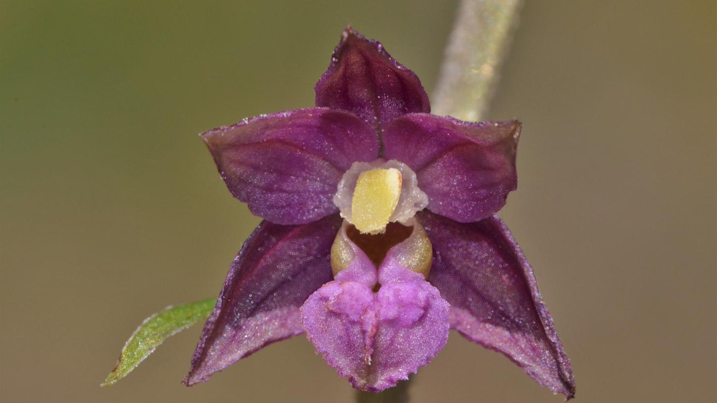 Das ist der Orchideen-Star 2022.
Das ist der Orchideen-Star 2022.
