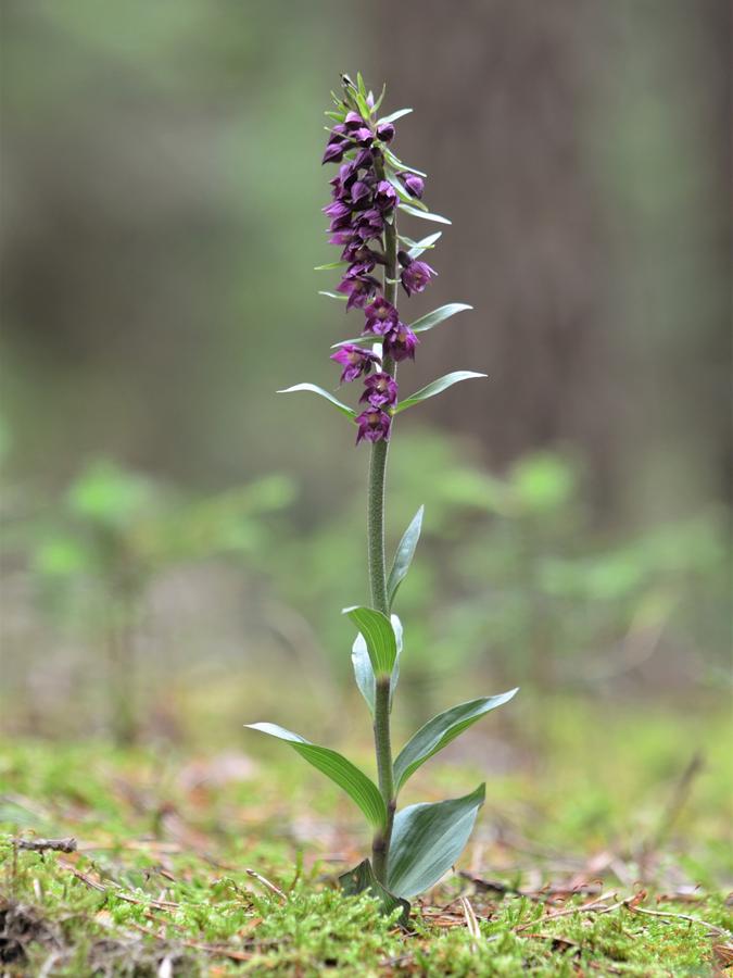 Und hier in voller Blüte und Pracht.
Und hier in voller Blüte und Pracht.