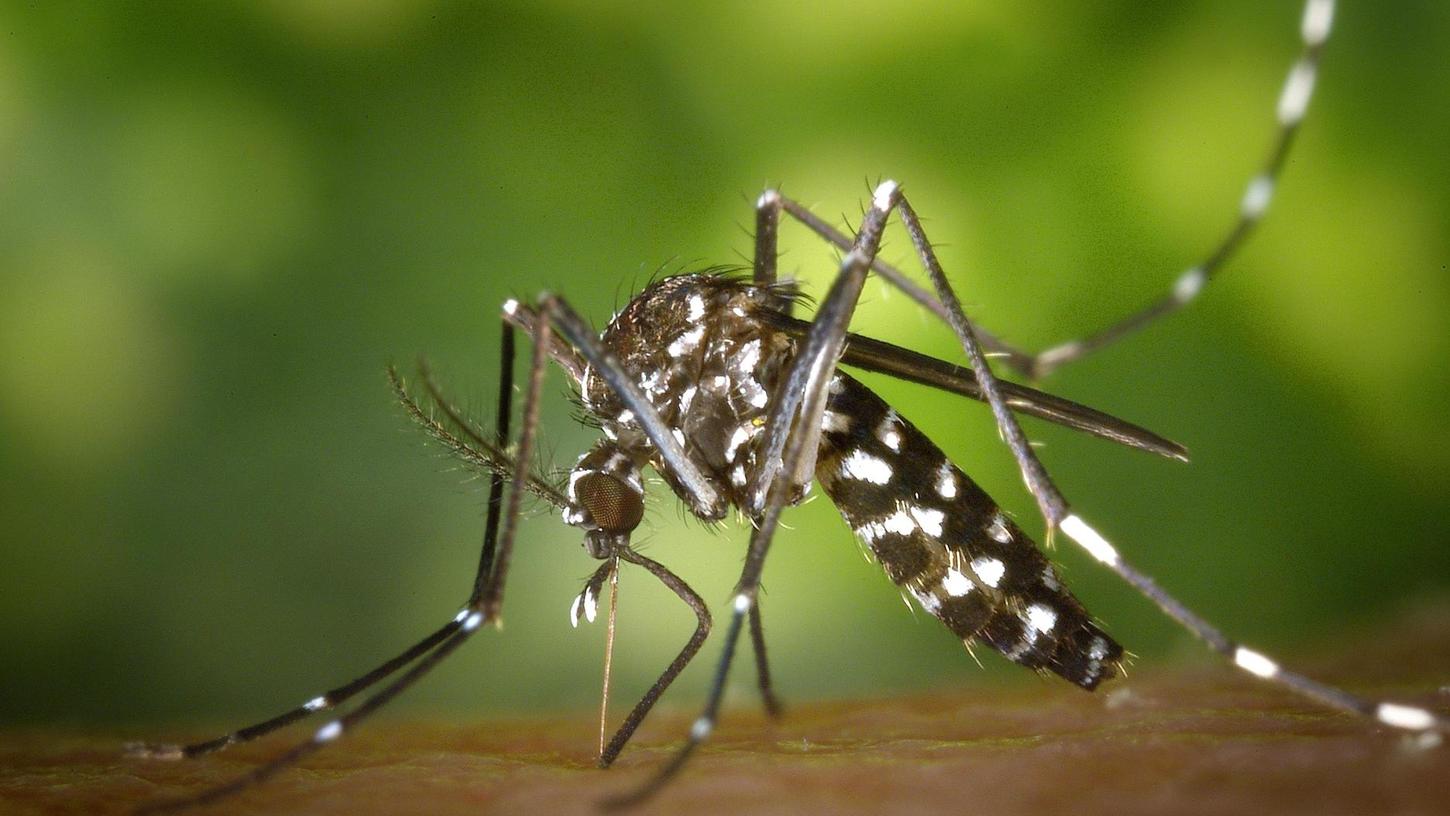 Neue Tigermücken-Funde: Fürther müssen Wasserstellen trocken legen