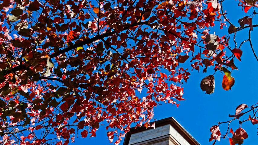 Rote Blätter vor blauem Himmel - wer hat gesagt, dass der Herbst trüb und grau sein muss?