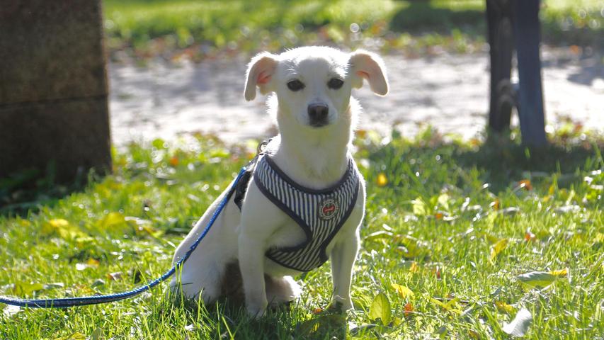 Das Hundemädel „Chiko“ würde sich zu ihrem ersten Geburtstag am 20. Oktober 2021 nichts sehnlicher wünschen als ein neues und für sie passendes Zuhause. In ihrem vorherigen Zuhause war „Chiko“ gerade mal drei Monate, dann wurde sie wegen Zeitmangels wieder abgegeben. Doch die Erziehung eines jungen Hundes ist nun einmal etwas, was Zeit erfordert und darüber sollte man sich im Klaren sein, bevor man sich ein Tier anschafft. So hat zum Beispiel die etwa sieben Kilo kleine „Chiko“ noch nicht gelernt, alleine zu bleiben. Sie protestiert dann heftig. Allem Fremden steht sie zunächst einmal zurückhaltend gegenüber und sie braucht Zeit, bis sie zu Menschen Vertrauen fasst. Aber dann ist sie eine große Schmusebacke. „Chiko“ kennt zwar Kinder, aber eventuelle Kinder in der neuen Familie sollten bereits im Grundschulalter sein und wissen, dass ein Hund auch mal seine Ruhe haben möchte. Andererseits ist die kleine „Chiko“ aber sehr bewegungs- und lernfreudig und der Besuch einer Hundeschule würde ihr nicht nur Spaß machen, sondern ihre Energie auch in die richtigen Bahnen lenken. Auch würde sie den Umgang mit anderen Hunden lernen. An diesem Thema muss mit ihr schon noch gearbeitet werden, auch an der Stubenreinheit, obwohl sie hier schon große Fortschritte gemacht hat.
„Chiko“ wünscht sich ein Zuhause bei aktiven Menschen, die Zeit für sie haben und die viel mit ihr unternehmen. Wegen des vorhandenen Jagdtriebs sollte ein gut eingezäuntes Grundstück vorhanden sein. So klein „Chiko“ auch ist, ihre sportlichen Fähigkeiten in der Disziplin Hochsprung sollte man nicht unterschätzen. Um die Ausbreitung der Pandemie nicht zu fördern und um unsere Mitarbeiter und Besucher zu schützen, wurde das Tierheim Neumarkt komplett für Besucher, Gassigeher und Katzenstreichler geschlossen. Um den Tieren jedoch nicht die Chance auf ein neues Zuhause zu verbauen, finden Tiervermittlung und Beratung dennoch telefonisch beziehungsweise nach vorheriger Terminvereinbarung zwischen 14.30 und 17 Uhr unter Telefon (0 91 81) 2 28 62 statt. In Notfällen und im Falle von Fundtieren ist das Tierheim ebenfalls unter dieser Telefonnummer erreichbar. Hier geht es zur Internet-Seite des Tierheims
Das Hundemädel „Chiko“ würde sich zu ihrem ersten Geburtstag am 20. Oktober 2021 nichts sehnlicher wünschen als ein neues und für sie passendes Zuhause. In ihrem vorherigen Zuhause war „Chiko“ gerade mal drei Monate, dann wurde sie wegen Zeitmangels wieder abgegeben. Doch die Erziehung eines jungen Hundes ist nun einmal etwas, was Zeit erfordert und darüber sollte man sich im Klaren sein, bevor man sich ein Tier anschafft. So hat zum Beispiel die etwa sieben Kilo kleine „Chiko“ noch nicht gelernt, alleine zu bleiben. Sie protestiert dann heftig. Allem Fremden steht sie zunächst einmal zurückhaltend gegenüber und sie braucht Zeit, bis sie zu Menschen Vertrauen fasst. Aber dann ist sie eine große Schmusebacke. „Chiko“ kennt zwar Kinder, aber eventuelle Kinder in der neuen Familie sollten bereits im Grundschulalter sein und wissen, dass ein Hund auch mal seine Ruhe haben möchte. Andererseits ist die kleine „Chiko“ aber sehr bewegungs- und lernfreudig und der Besuch einer Hundeschule würde ihr nicht nur Spaß machen, sondern ihre Energie auch in die richtigen Bahnen lenken. Auch würde sie den Umgang mit anderen Hunden lernen. An diesem Thema muss mit ihr schon noch gearbeitet werden, auch an der Stubenreinheit, obwohl sie hier schon große Fortschritte gemacht hat.
„Chiko“ wünscht sich ein Zuhause bei aktiven Menschen, die Zeit für sie haben und die viel mit ihr unternehmen. Wegen des vorhandenen Jagdtriebs sollte ein gut eingezäuntes Grundstück vorhanden sein. So klein „Chiko“ auch ist, ihre sportlichen Fähigkeiten in der Disziplin Hochsprung sollte man nicht unterschätzen. Um die Ausbreitung der Pandemie nicht zu fördern und um unsere Mitarbeiter und Besucher zu schützen, wurde das Tierheim Neumarkt komplett für Besucher, Gassigeher und Katzenstreichler geschlossen. Um den Tieren jedoch nicht die Chance auf ein neues Zuhause zu verbauen, finden Tiervermittlung und Beratung dennoch telefonisch beziehungsweise nach vorheriger Terminvereinbarung zwischen 14.30 und 17 Uhr unter Telefon (0 91 81) 2 28 62 statt. In Notfällen und im Falle von Fundtieren ist das Tierheim ebenfalls unter dieser Telefonnummer erreichbar. Hier geht es zur Internet-Seite des Tierheims
