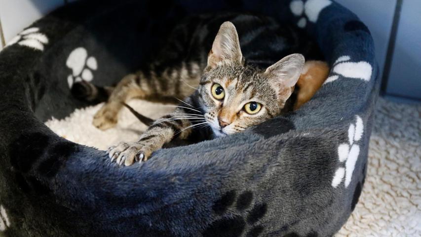 Die braun-schwarz gestromte Katze kam als Fundtier ins Tierheim Neumarkt, aber nicht alleine: Sie brachte ihre drei gerade mal etwa zwei Tage alten Babies mit. Gefunden wurde die Katzenmutter mit ihrem Nachwuchs am 12. Oktober in Berg-Loderbach am Autohof 24. Die Katzenmutter hat mit Sicherheit bei Menschen gelebt, denn sie ist zutraulich. Wo wird diese Katze vermisst? Um die Ausbreitung der Pandemie nicht zu fördern und um unsere Mitarbeiter und Besucher zu schützen, wurde das Tierheim Neumarkt komplett für Besucher, Gassigeher und Katzenstreichler geschlossen. Um den Tieren jedoch nicht die Chance auf ein neues Zuhause zu verbauen, finden Tiervermittlung und Beratung dennoch telefonisch beziehungsweise nach vorheriger Terminvereinbarung zwischen 14.30 und 17 Uhr unter Telefon (0 91 81) 2 28 62 statt. In Notfällen und im Falle von Fundtieren ist das Tierheim ebenfalls unter dieser Telefonnummer erreichbar. Hier geht es zur Internet-Seite des Tierheims
Die braun-schwarz gestromte Katze kam als Fundtier ins Tierheim Neumarkt, aber nicht alleine: Sie brachte ihre drei gerade mal etwa zwei Tage alten Babies mit. Gefunden wurde die Katzenmutter mit ihrem Nachwuchs am 12. Oktober in Berg-Loderbach am Autohof 24. Die Katzenmutter hat mit Sicherheit bei Menschen gelebt, denn sie ist zutraulich. Wo wird diese Katze vermisst? Um die Ausbreitung der Pandemie nicht zu fördern und um unsere Mitarbeiter und Besucher zu schützen, wurde das Tierheim Neumarkt komplett für Besucher, Gassigeher und Katzenstreichler geschlossen. Um den Tieren jedoch nicht die Chance auf ein neues Zuhause zu verbauen, finden Tiervermittlung und Beratung dennoch telefonisch beziehungsweise nach vorheriger Terminvereinbarung zwischen 14.30 und 17 Uhr unter Telefon (0 91 81) 2 28 62 statt. In Notfällen und im Falle von Fundtieren ist das Tierheim ebenfalls unter dieser Telefonnummer erreichbar. Hier geht es zur Internet-Seite des Tierheims