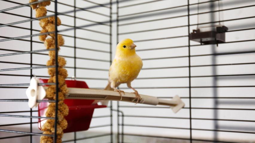 Ebenfalls gefunden wurde der Kanarienvogel. Er flog im Neumarkter Ortsteil Stauf am Keltenring zu. Der Besitzer möchte sich im Tierheim melden. Um die Ausbreitung der Pandemie nicht zu fördern und um unsere Mitarbeiter und Besucher zu schützen, wurde das Tierheim Neumarkt komplett für Besucher, Gassigeher und Katzenstreichler geschlossen. Um den Tieren jedoch nicht die Chance auf ein neues Zuhause zu verbauen, finden Tiervermittlung und Beratung dennoch telefonisch beziehungsweise nach vorheriger Terminvereinbarung zwischen 14.30 und 17 Uhr unter Telefon (0 91 81) 2 28 62 statt. In Notfällen und im Falle von Fundtieren ist das Tierheim ebenfalls unter dieser Telefonnummer erreichbar. Hier geht es zur Internet-Seite des Tierheims
Ebenfalls gefunden wurde der Kanarienvogel. Er flog im Neumarkter Ortsteil Stauf am Keltenring zu. Der Besitzer möchte sich im Tierheim melden. Um die Ausbreitung der Pandemie nicht zu fördern und um unsere Mitarbeiter und Besucher zu schützen, wurde das Tierheim Neumarkt komplett für Besucher, Gassigeher und Katzenstreichler geschlossen. Um den Tieren jedoch nicht die Chance auf ein neues Zuhause zu verbauen, finden Tiervermittlung und Beratung dennoch telefonisch beziehungsweise nach vorheriger Terminvereinbarung zwischen 14.30 und 17 Uhr unter Telefon (0 91 81) 2 28 62 statt. In Notfällen und im Falle von Fundtieren ist das Tierheim ebenfalls unter dieser Telefonnummer erreichbar. Hier geht es zur Internet-Seite des Tierheims