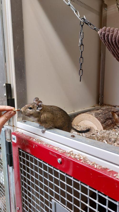 Alle drei Degus sind männlich, geboren im November 2020. Die drei Brüder sind wildfarben-braun und verstehen sich ausgesprochen gut. Bei ihnen ist immer was los und es ist eine Freude mitanzuschauen, wie die drei miteinander interagieren, durchs Gehege patrouillieren, im Rad laufen, Futter suchen und dann genüsslich verspeisen – es gibt praktisch immer etwas zu sehen. Sie werden nur als Gruppe vermittelt, wir können sie wirklich nicht auseinander reißen. Degus sind eher Tiere zum Beobachten. Weitere Informationen erhalten Sie während der Vermittlungszeiten von Donnerstag bis einschließlich Sonntag von 14 - 16.30 Uhr, unter der Telefonnummer 09128 916494 oder auf der Homepage des Tierheims Feucht.