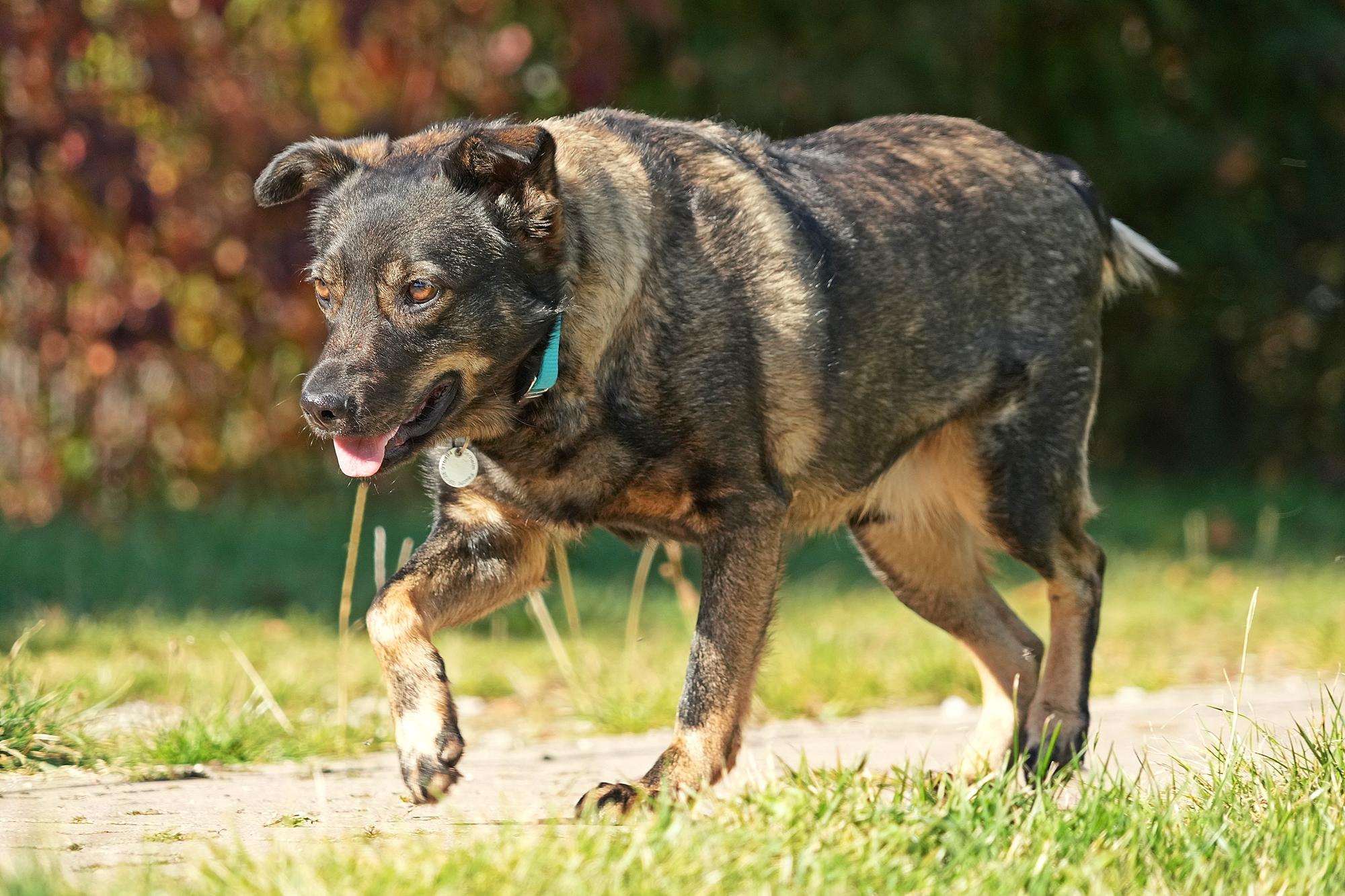 Der Mischlingsrüde Samy ist 3,5 Jahre alt und stürmisch unterwegs! Er meint es nicht böse, rennt aber im Übermut schon mal jemand um. Da er obendrein auch noch etwas unerzogen ist, ist Samy kein Hund für Kinder/Jugendliche. Er hat einige Pfunde zu viel auf den Rippen. Sobald er etwas abgenommen hat, ist er sicherlich noch sportlicher unterwegs, denn Bewegung macht ihm Freude! Samy ist agil, aufgeweckt, freundlich und verschmust (fordert Kuscheleinheiten aufdringlich ein, unterlässt das aber auch, wenn man ihn ignoriert). Der Besuch einer Hundeschule wäre sinnvoll für ihn. Die Leinenführigkeit muss geübt werden (unterwegs bellt er gerne andere Hunde an). Weitere Informationen erhalten Sie während der Vermittlungszeiten von Donnerstag bis einschließlich Sonntag von 14 - 16.30 Uhr, unter der Telefonnummer 09128 916494 oder auf der Homepage des Tierheims Feucht.