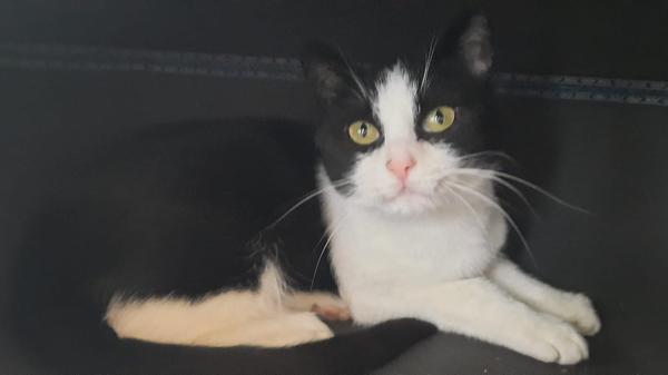 Lilo war eine freilebende Fundkatze. Die hübsche, ca. 3 Jahre alt, Kätzin war anfangs sehr scheu und zurückhaltend, und dem Menschen gegenüber erst mal vorsichtig. Sie hatte sehr entzündete Augen, die behandelt werden mussten - dadurch hat sie den Kontakt zu den Menschen wohl kennengelernt und fand dies auch sehr gut. Inzwischen ist sie noch keine Schmusekatze, aber trotz alledem zutrauliche Katze geworden. Ihre neuen Besitzer sollten etwas katzenerfahren sein! Weitere Informationen erhalten Sie während der Vermittlungszeiten von Donnerstag bis einschließlich Sonntag von 14 - 16.30 Uhr, unter der Telefonnummer 09128 916494 oder auf der Homepage des Tierheims Feucht.