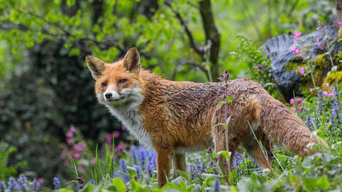 Im Tiergarten Nürnberg werden seit Jahren Füchse getötet - Tierschützer fordern ein sofortiges Verbot.
Im Tiergarten Nürnberg werden seit Jahren Füchse getötet - Tierschützer fordern ein sofortiges Verbot.