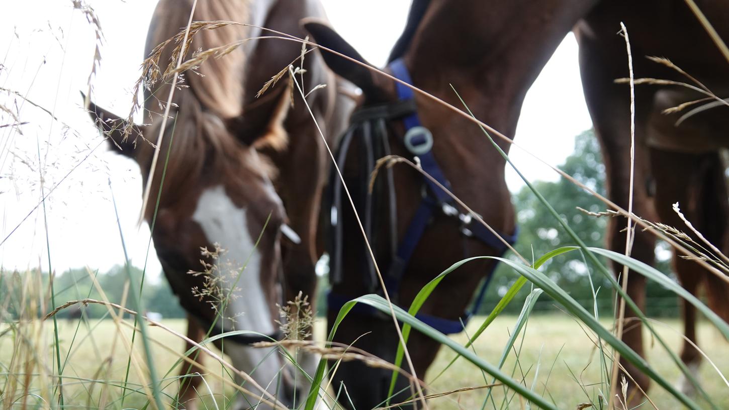 Immer wieder werden Pferdekoppeln auch in Franken zum Tatort der sogenannten Ripper. Die Weiden sind oft schwer einsehbar, teilweise sind die Tiere stundenlang unbeobachtet.
Immer wieder werden Pferdekoppeln auch in Franken zum Tatort der sogenannten Ripper. Die Weiden sind oft schwer einsehbar, teilweise sind die Tiere stundenlang unbeobachtet.