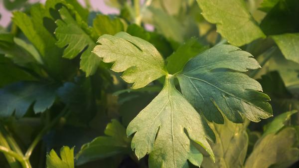 Petersilie enthält neben den Vitaminen C und K auch Mineralstoffe wie Eisen sowie Beta-Karotin. Diesen Pflanzenfarbstoff wandelt der Körper in Vitamin A um. Er wirkt laut Restemeyer antioxidativ und regt einige Funktionen des Immunsystems an.
