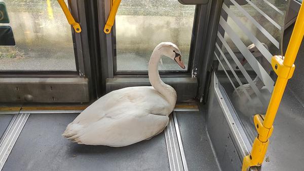 Die wohl außergewöhnlichste Fahrt seines Lebens: Ein Busfahrer aus Coburg nahm im Oktober einen verletzten Schwan in seinem Linienbus mit und fuhr ihn zum nächsten Tierarzt. Der einsame Schwan geriet ungewollt in den Coburger Verkehr und wurde nach der Rettungsaktion zu einer kleinen Sensation im Bus.