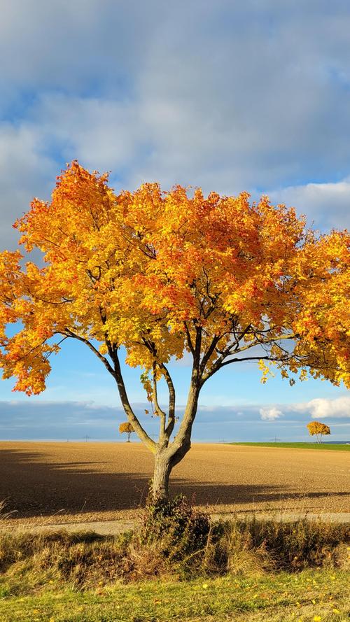 Der diesjährige Herbst ist ein Fest für alle Sinne, mit einer wahren Farborgie gibt die Natur noch einmal alles, bevor sich das graue Winterkleid über die Landschaft legt. Dieser Baum steht beim Pflaumfeld