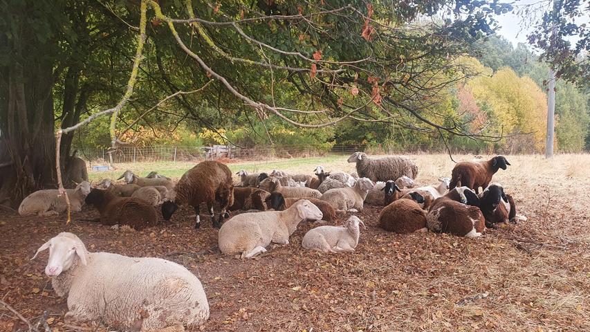 Mittagspause! Schafe und Ziegen auf einer Weide bei Lindenbühl im Mönchswald.